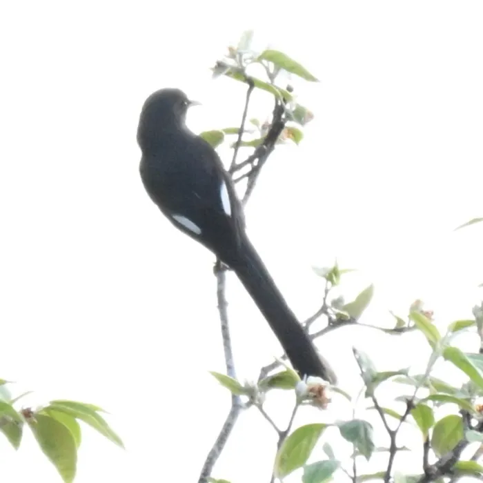 Spotted Long-tailed Sibia