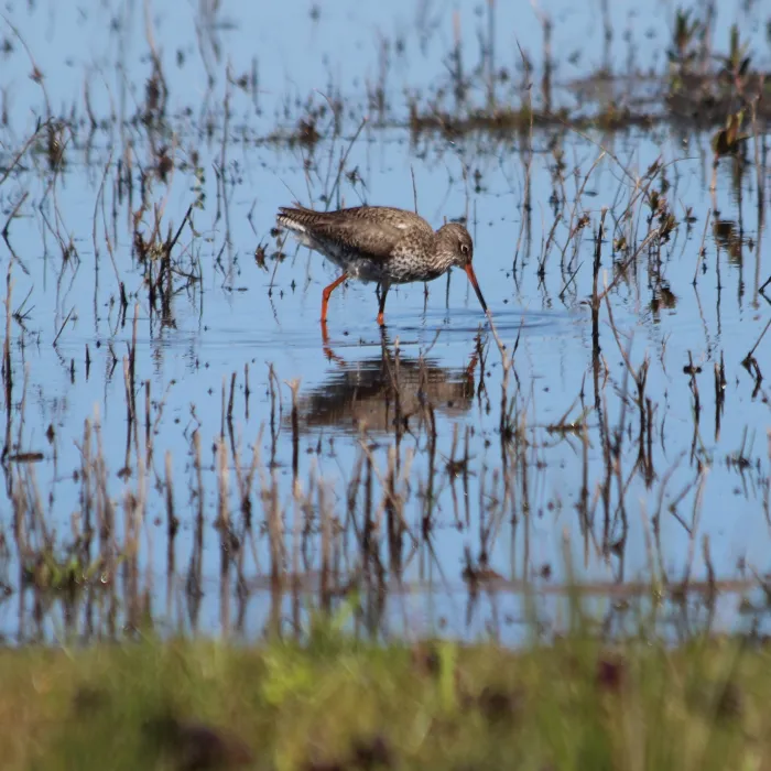 Spotted Common Redshank