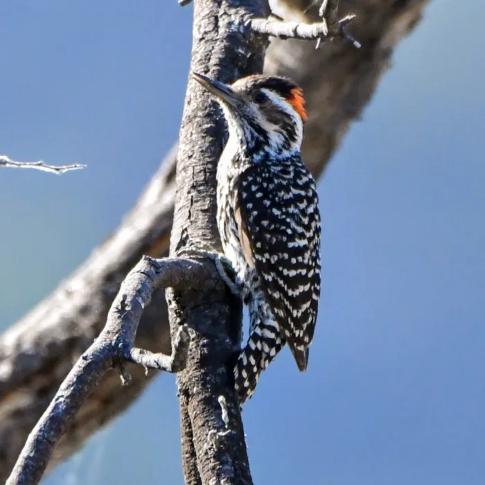 Gespotte Streepkopspecht