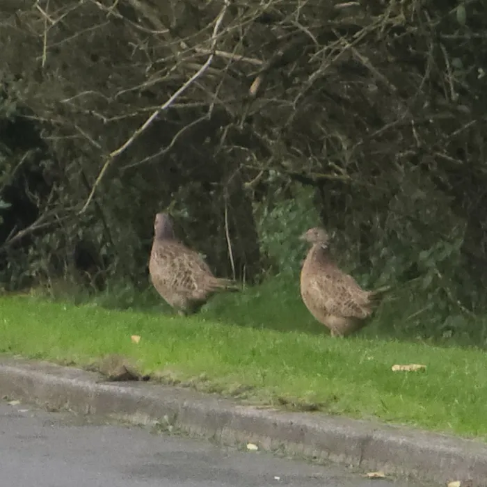 Spotted Ring-necked Pheasant