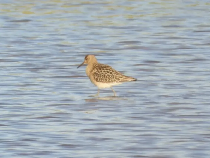 Spotted Ruff