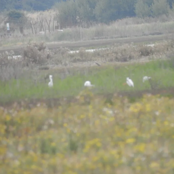 Spotted Eurasian Spoonbill