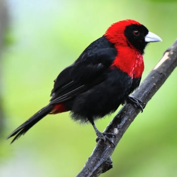 Gespotte Vuurkraagtangare