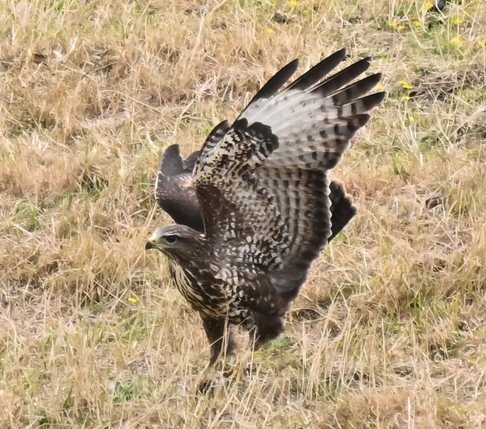 Spotted Common Buzzard