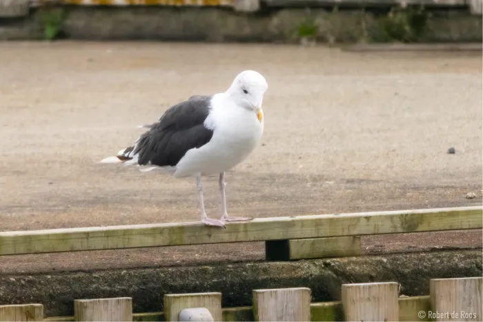 Spotted Great Black-backed Gull