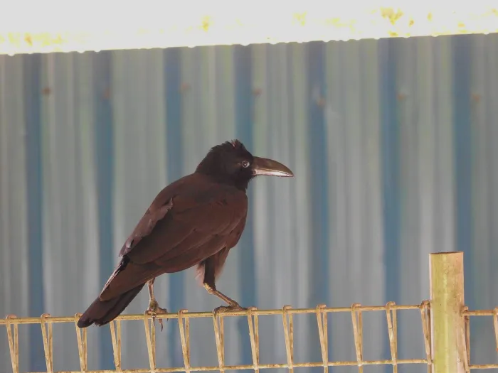 Spotted Large-billed Crow