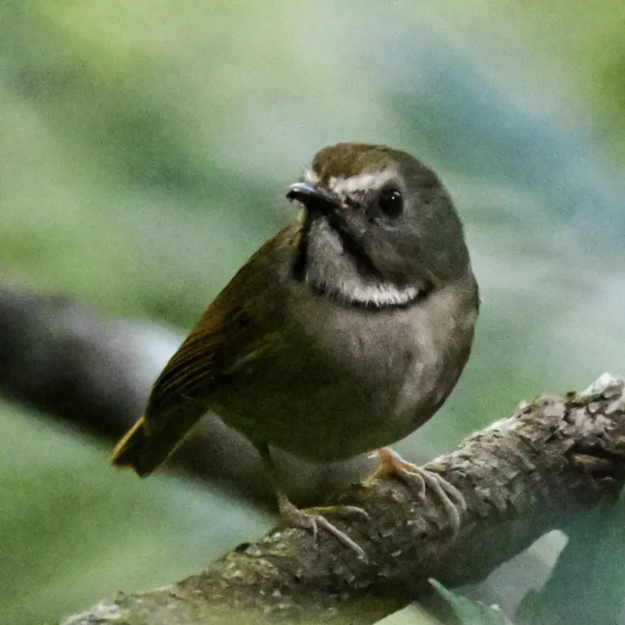 Gespotte Witbefvliegenvanger