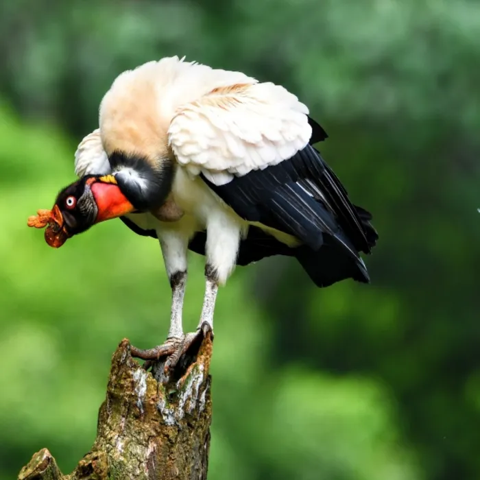 Spotted King Vulture