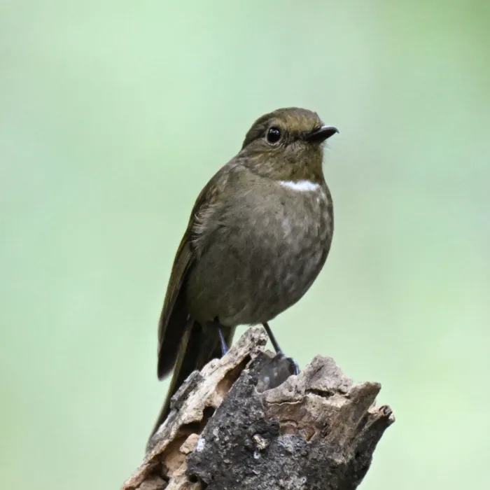 Gespotte Roodbuikniltava