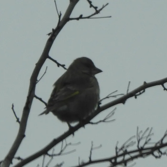Spotted European Greenfinch