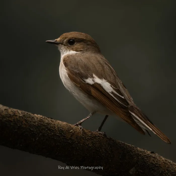 Gespotte Bonte vliegenvanger