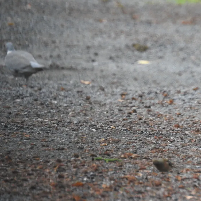 Spotted Common Wood-Pigeon