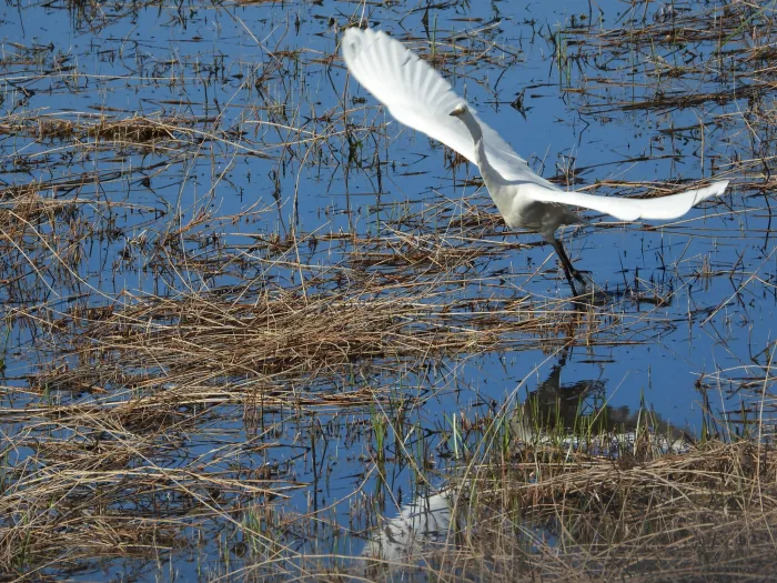 Gespotte Grote zilverreiger