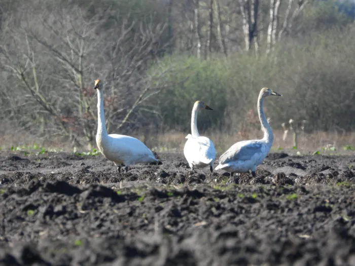 Spotted Whooper Swan