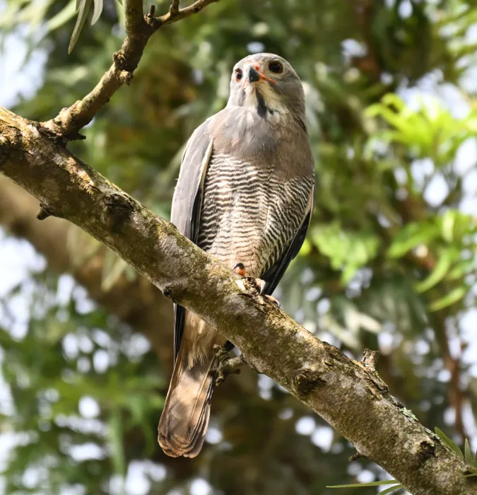 Spotted Lizard Buzzard
