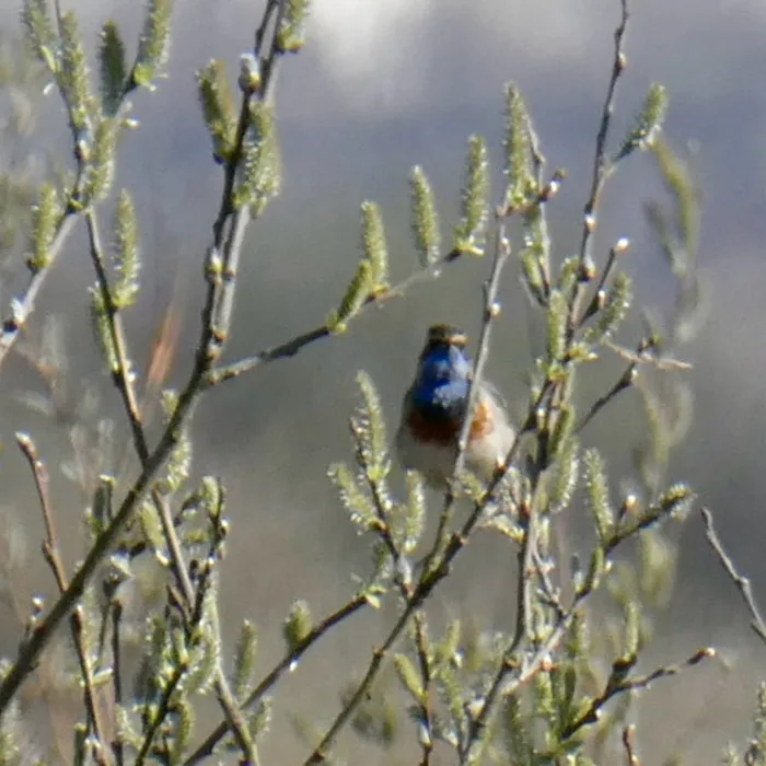 Spotted Bluethroat