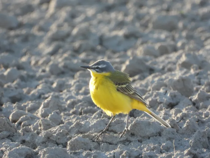 Gespotte Gele kwikstaart