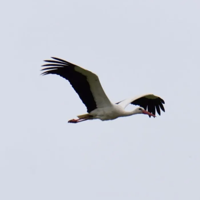 White Stork