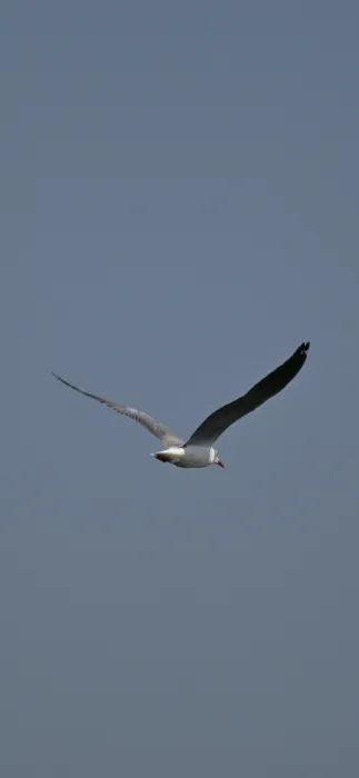 Spotted Gray-hooded Gull