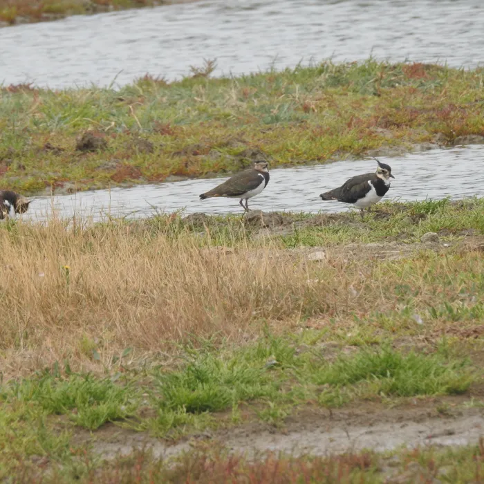 Spotted Northern Lapwing