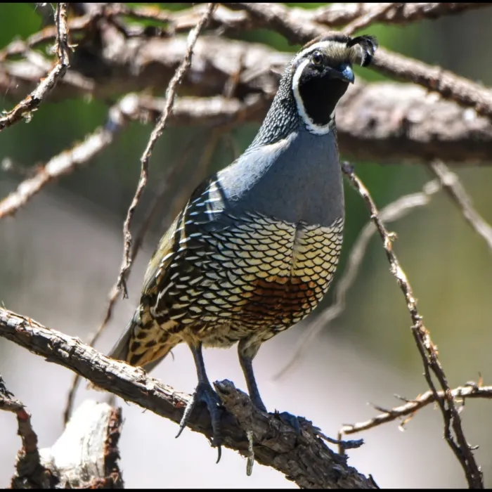 Spotted California Quail