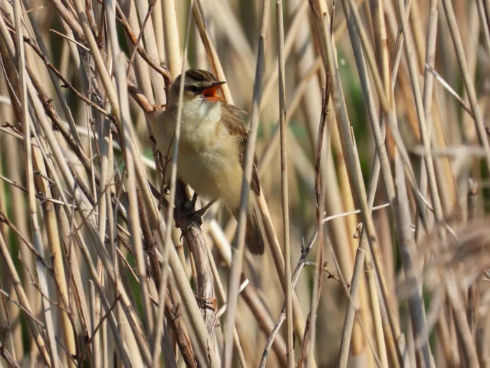 Spotted Sedge Warbler