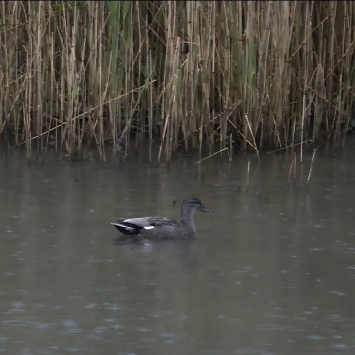 Spotted Gadwall