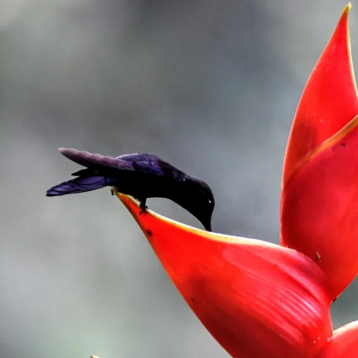 Gespotte Kroonbosnimf