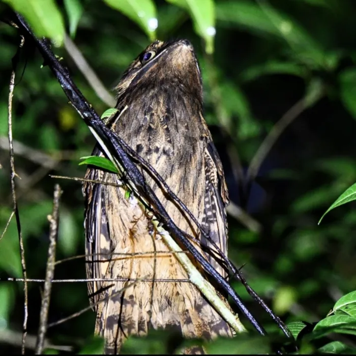 Spotted Long-tailed Potoo