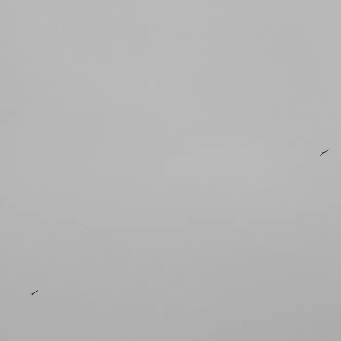 Spotted Barn Swallow