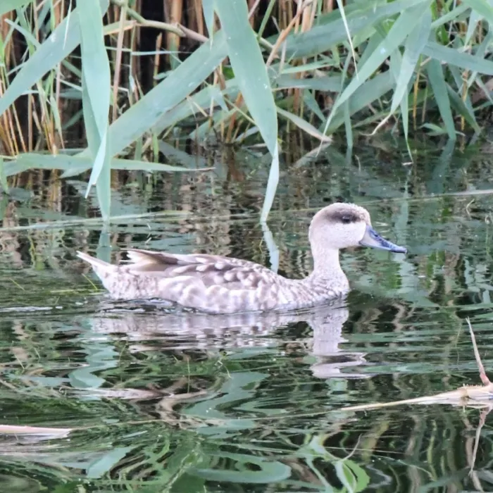 Spotted Marbled Duck