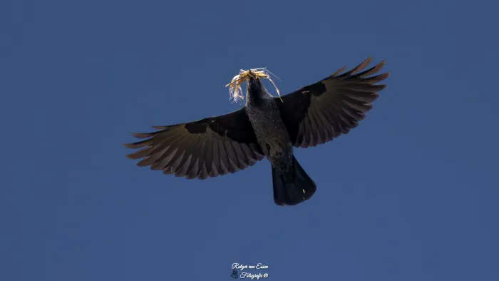 Rook