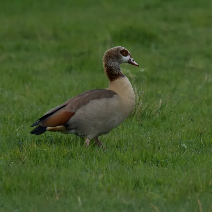 Spotted Egyptian Goose
