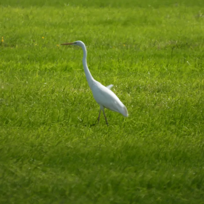 Grote zilverreiger
