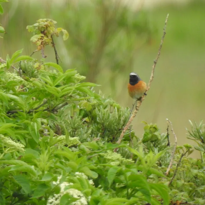 Spotted Common Redstart