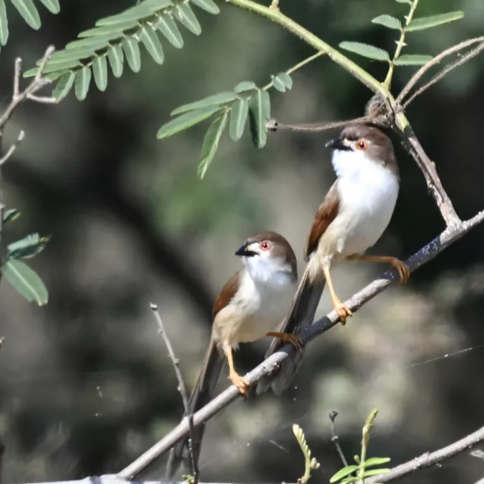 Gespotte Goudoogtimalia