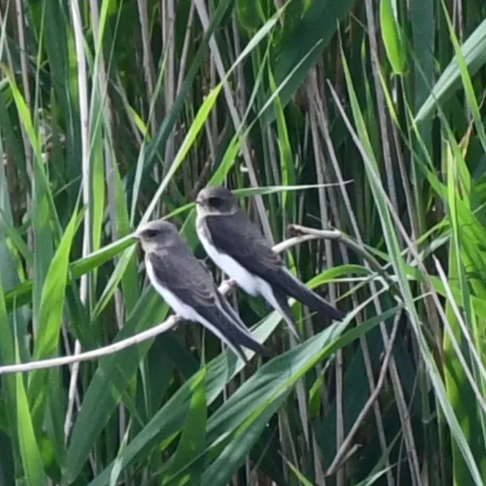 Spotted Bank Swallow