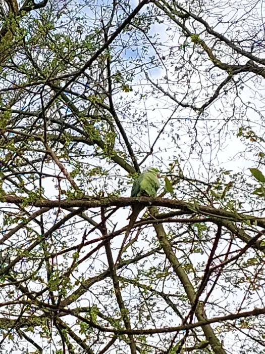 Gespotte Halsbandparkiet