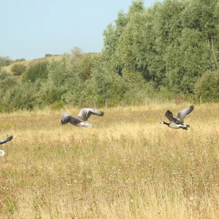 Spotted Graylag Goose