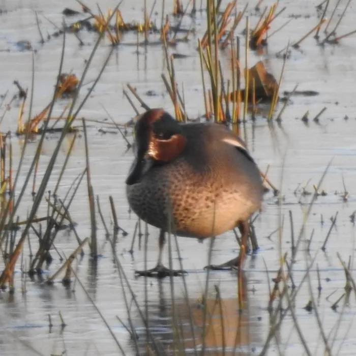 Spotted Green-winged Teal