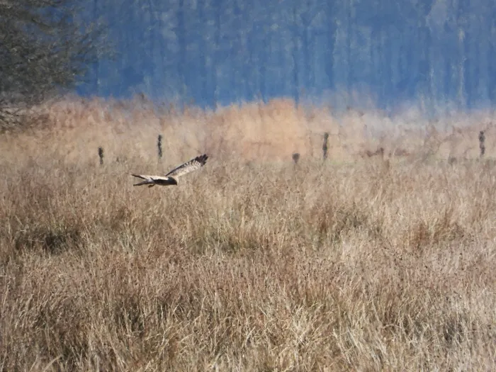 Gespotte Blauwe kiekendief