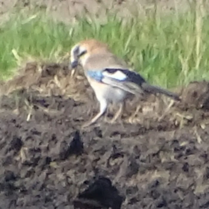 Spotted Eurasian Jay