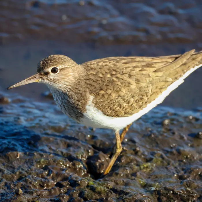 Spotted Common Sandpiper