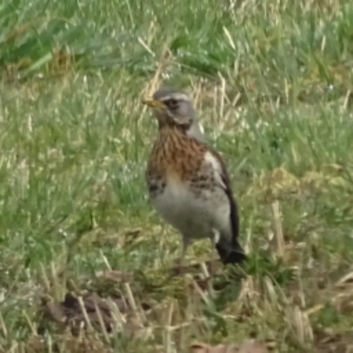 Spotted Fieldfare
