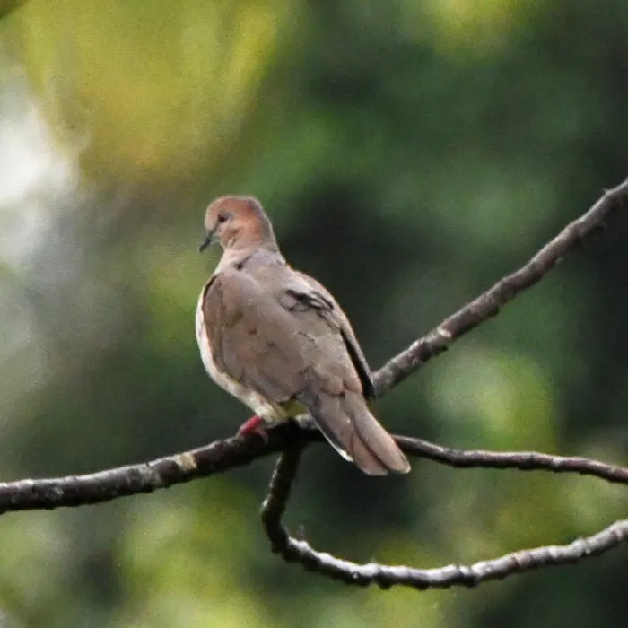 Spotted White-tipped Dove