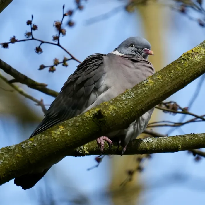 Spotted Common Wood-Pigeon