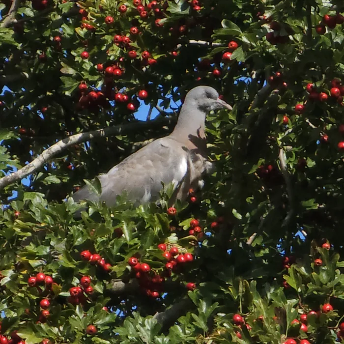 Spotted Stock Dove