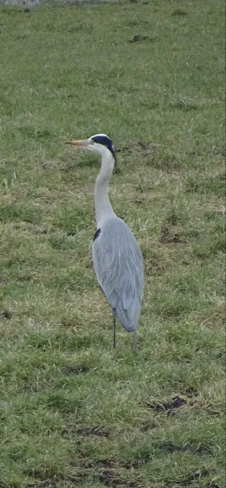 Gespotte Blauwe reiger