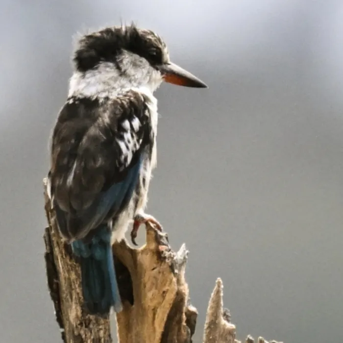 Waargenomen Gestreepte ijsvogel