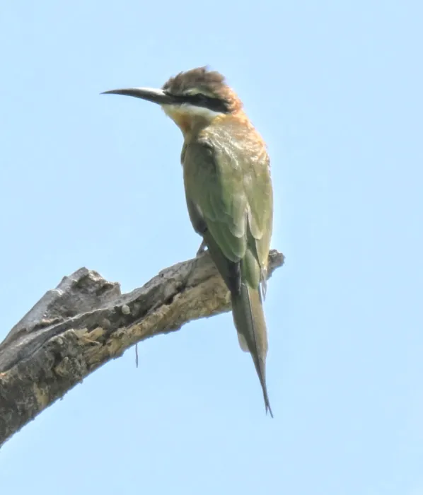 Waargenomen Madagaskarbijeneter